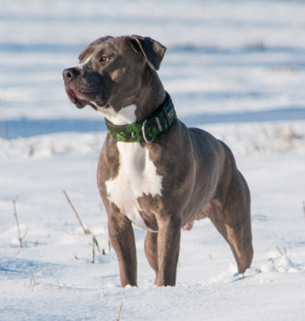 pitbull in the snow