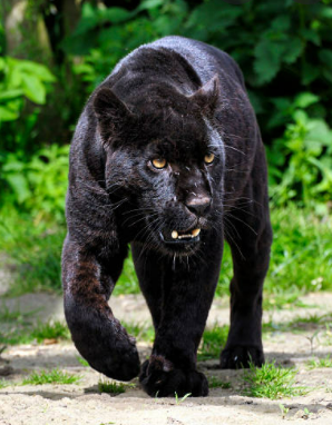 black puma