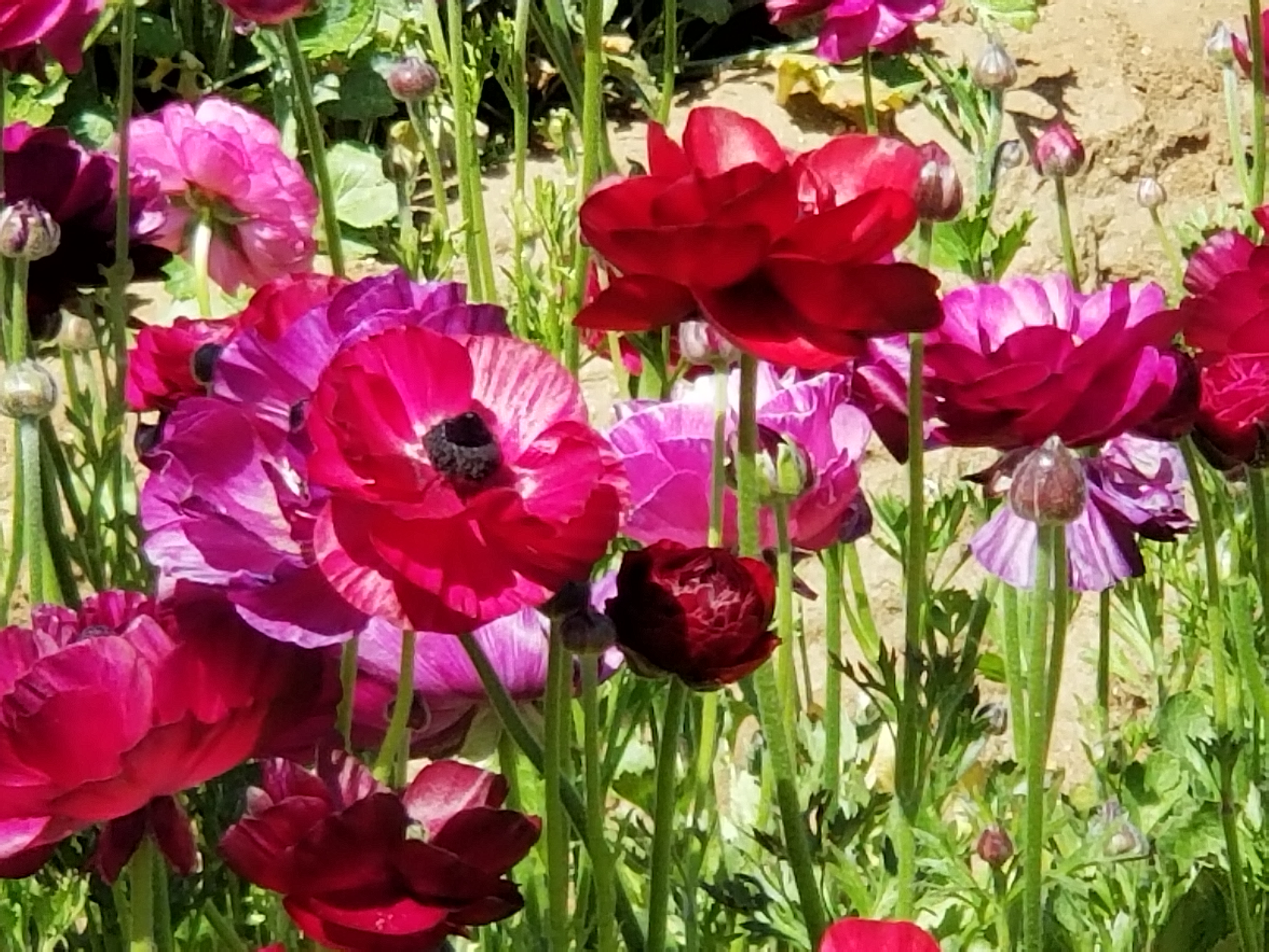 Purple Ranunculus Flowers