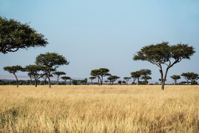 A sceneic view of the savanna.