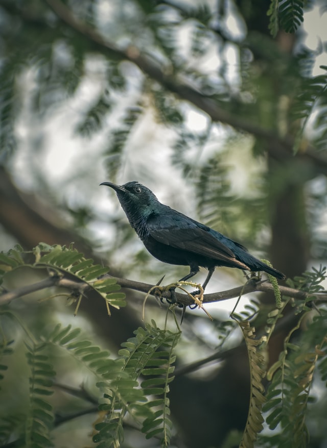 A bird sits gently on a tree branch.