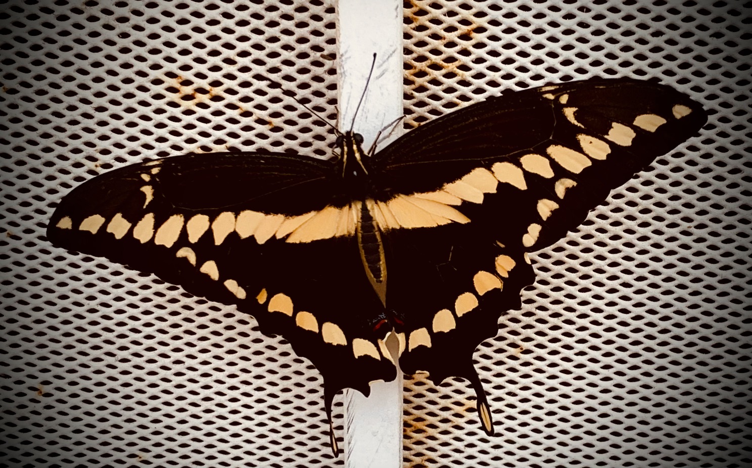 Yellow and Black Butterfly