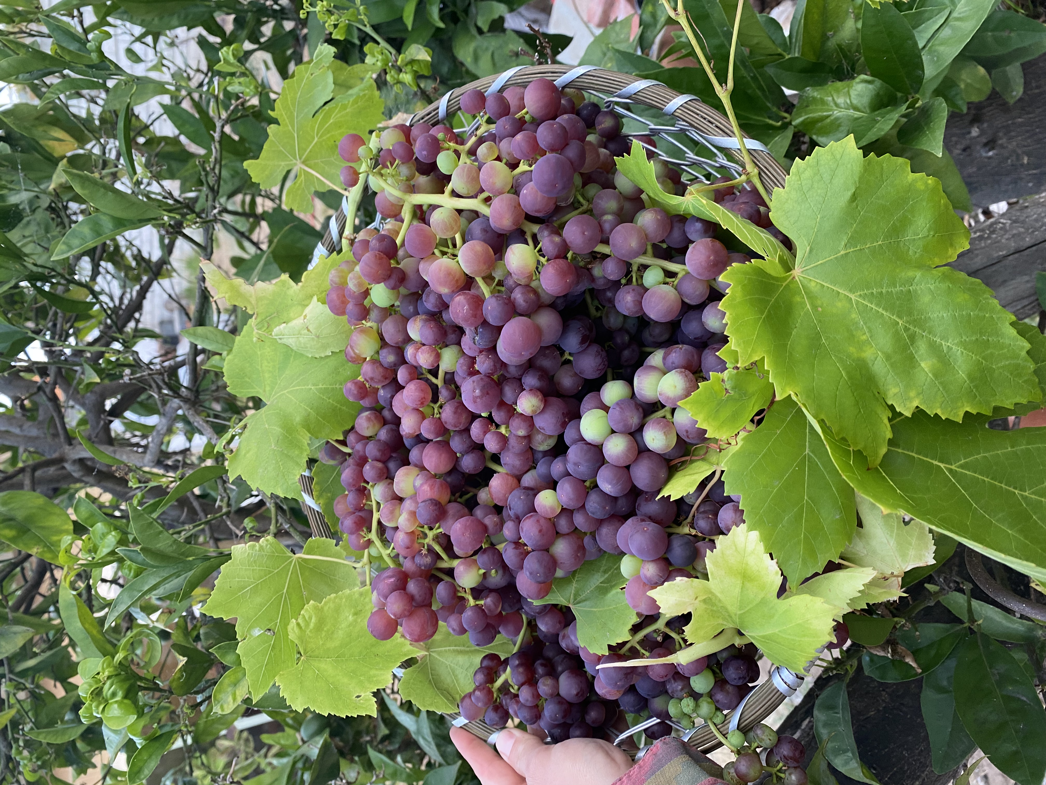 A basket of purple grapes