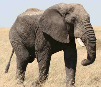 elephant