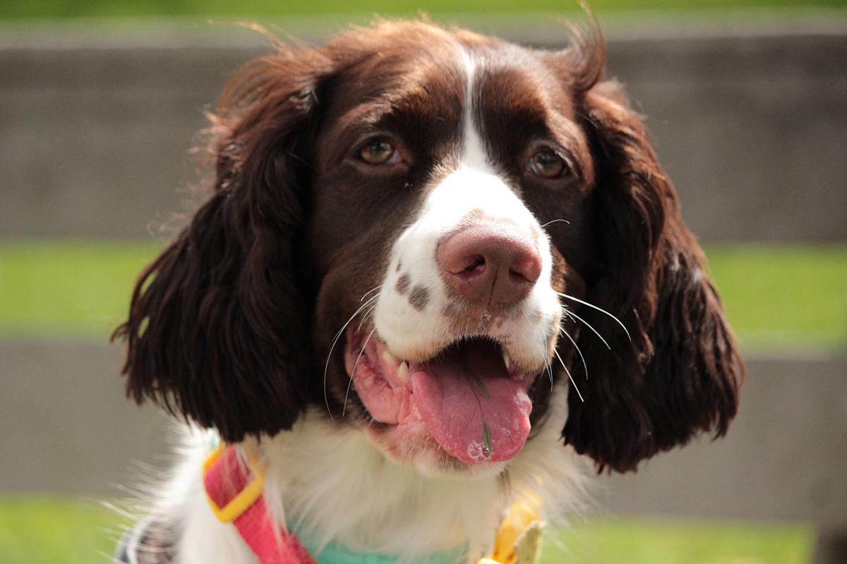 dog brown white fur