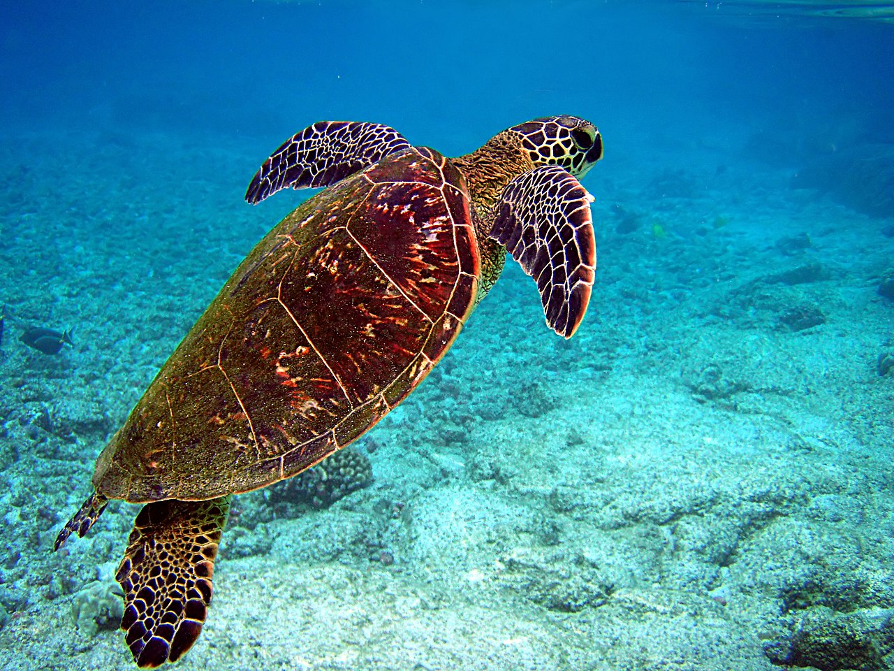 turtle swimming near ocean floor