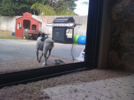 screen door