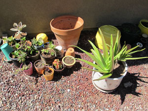 after planting aloe vera