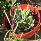 aloe vera