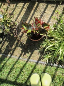 plants