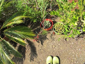 cactus