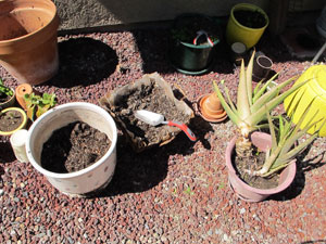 before planting aloe vera