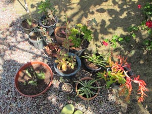 otherpots