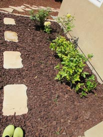 rose bushes