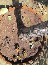 tree base