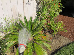 watering