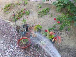 watering