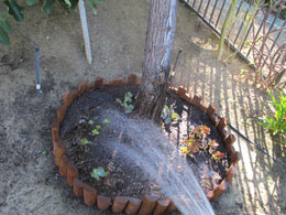 watering