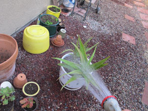 watering aloe vera