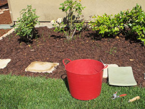 before weeding