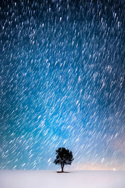 lone tree while stars pass by