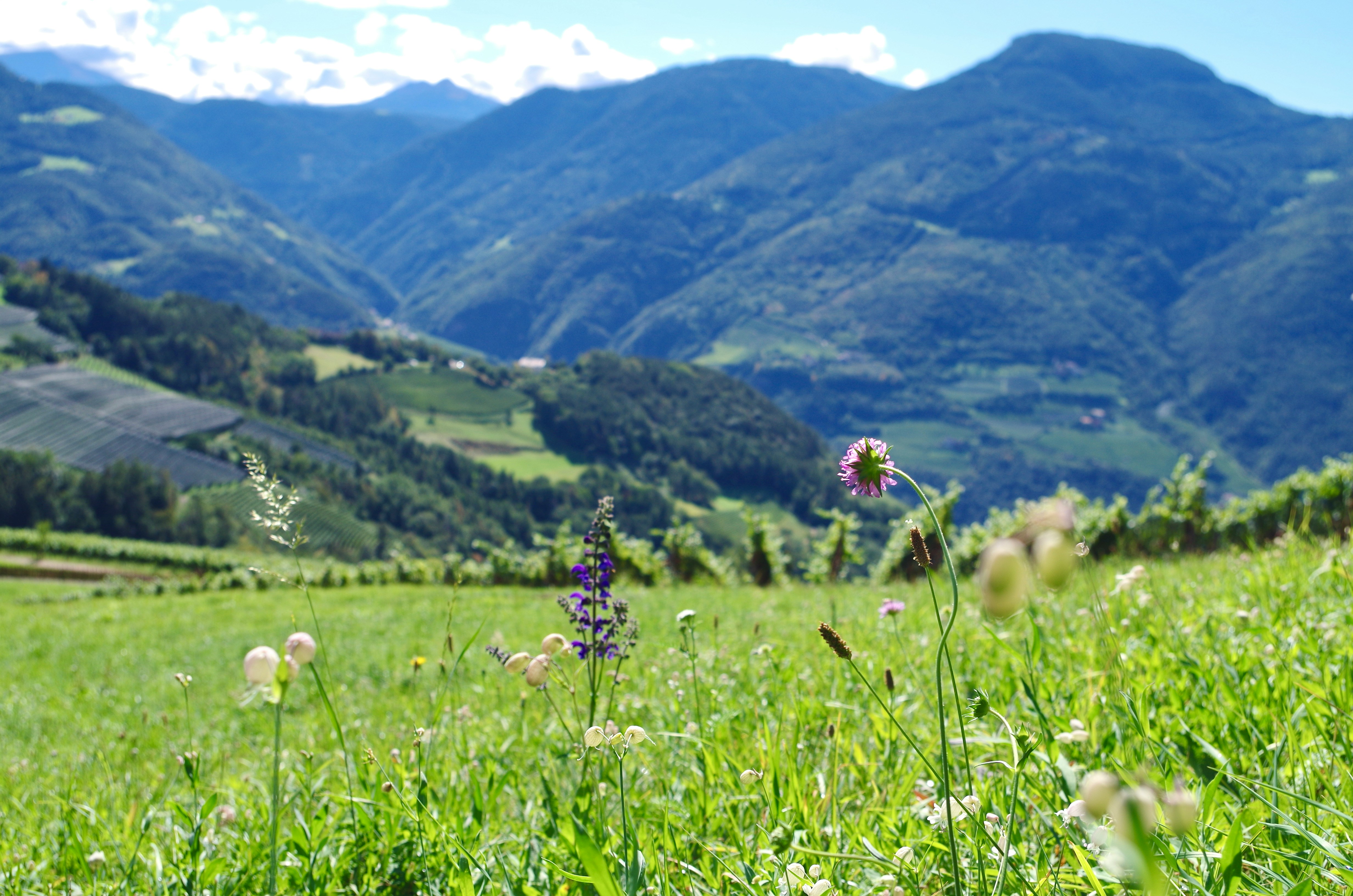 meadow in the mountains