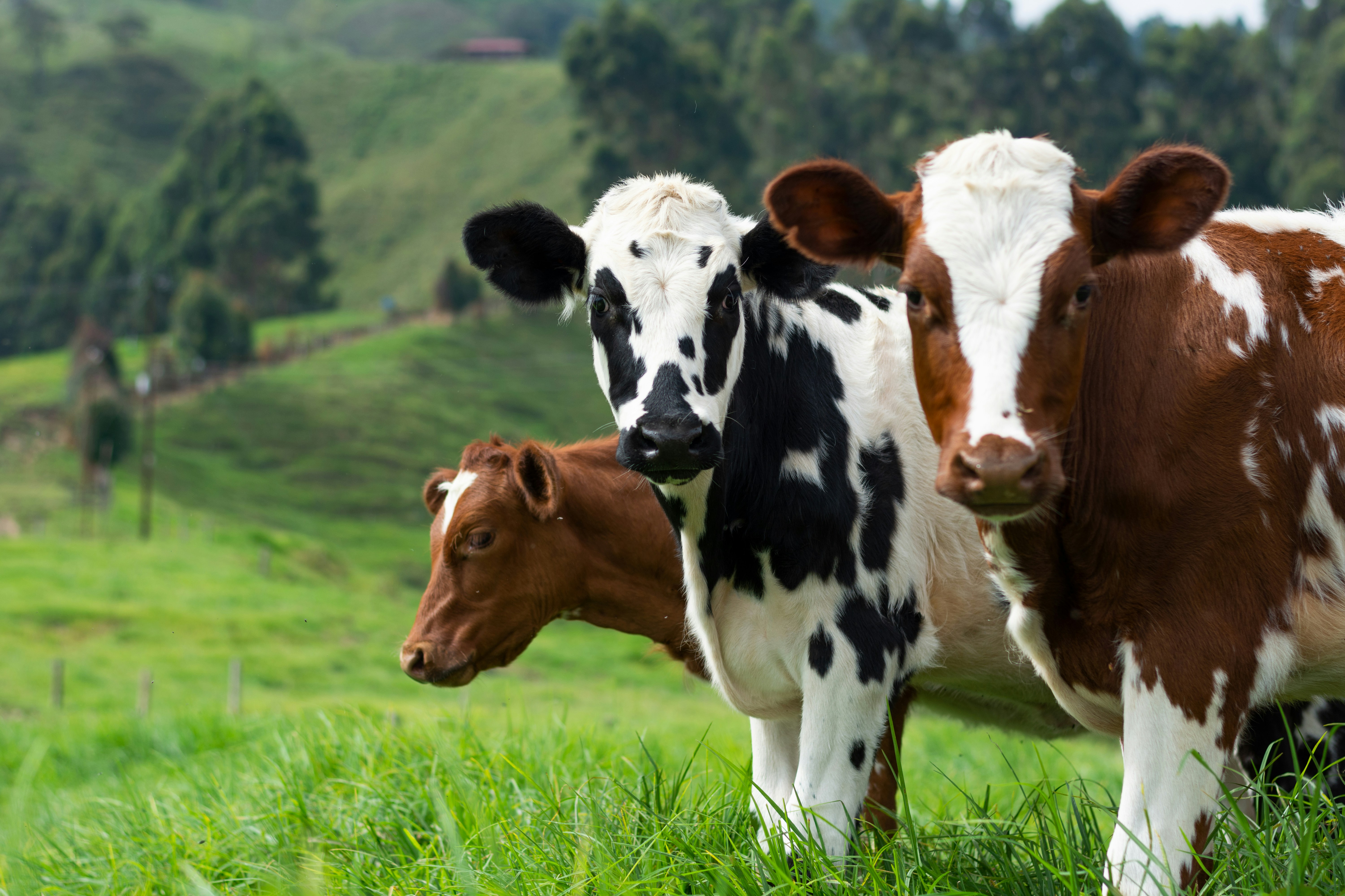 cows in a grass field