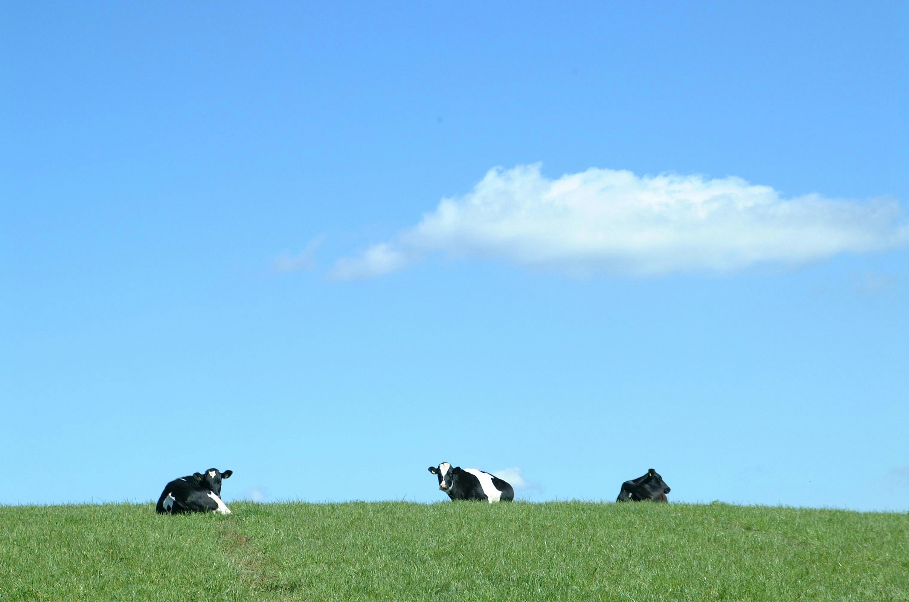 cows resting in a grass field