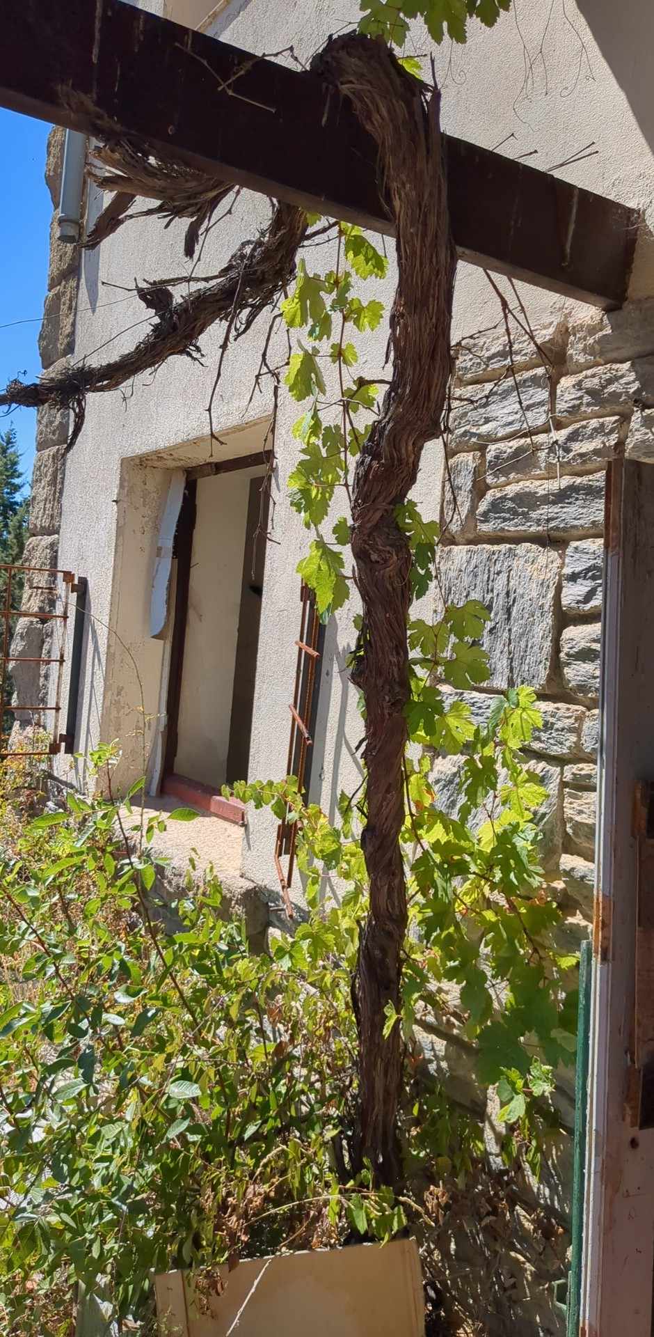 Old Vine
