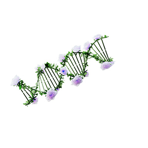floral dna