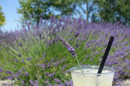 Lavender lemonade