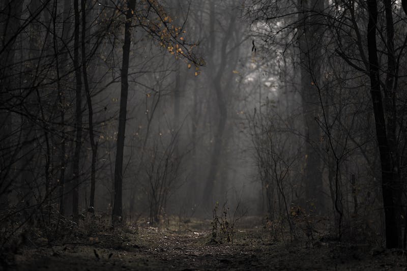 gray woods