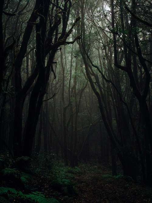 wooded area