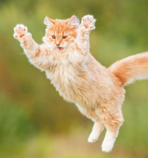 leaping cat