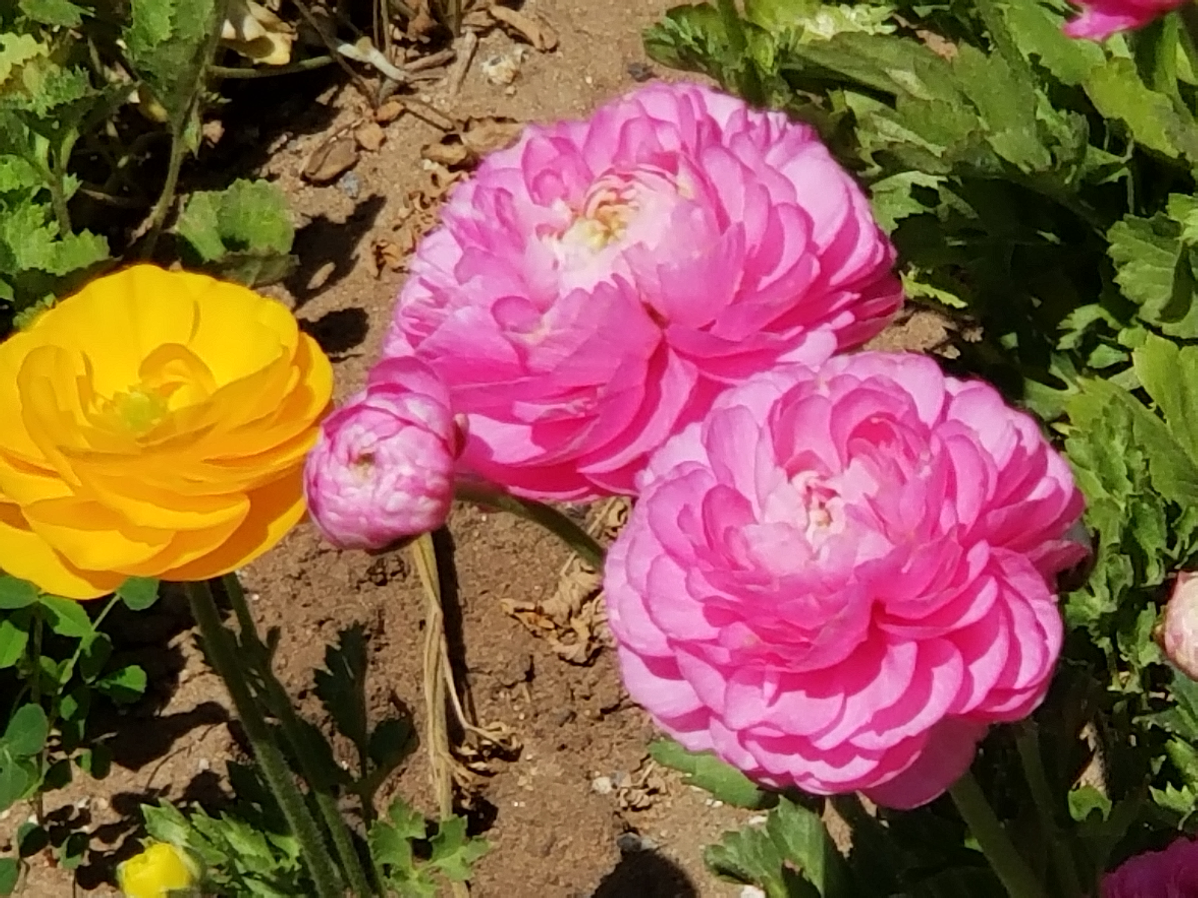 Ranunculus: Buttercups