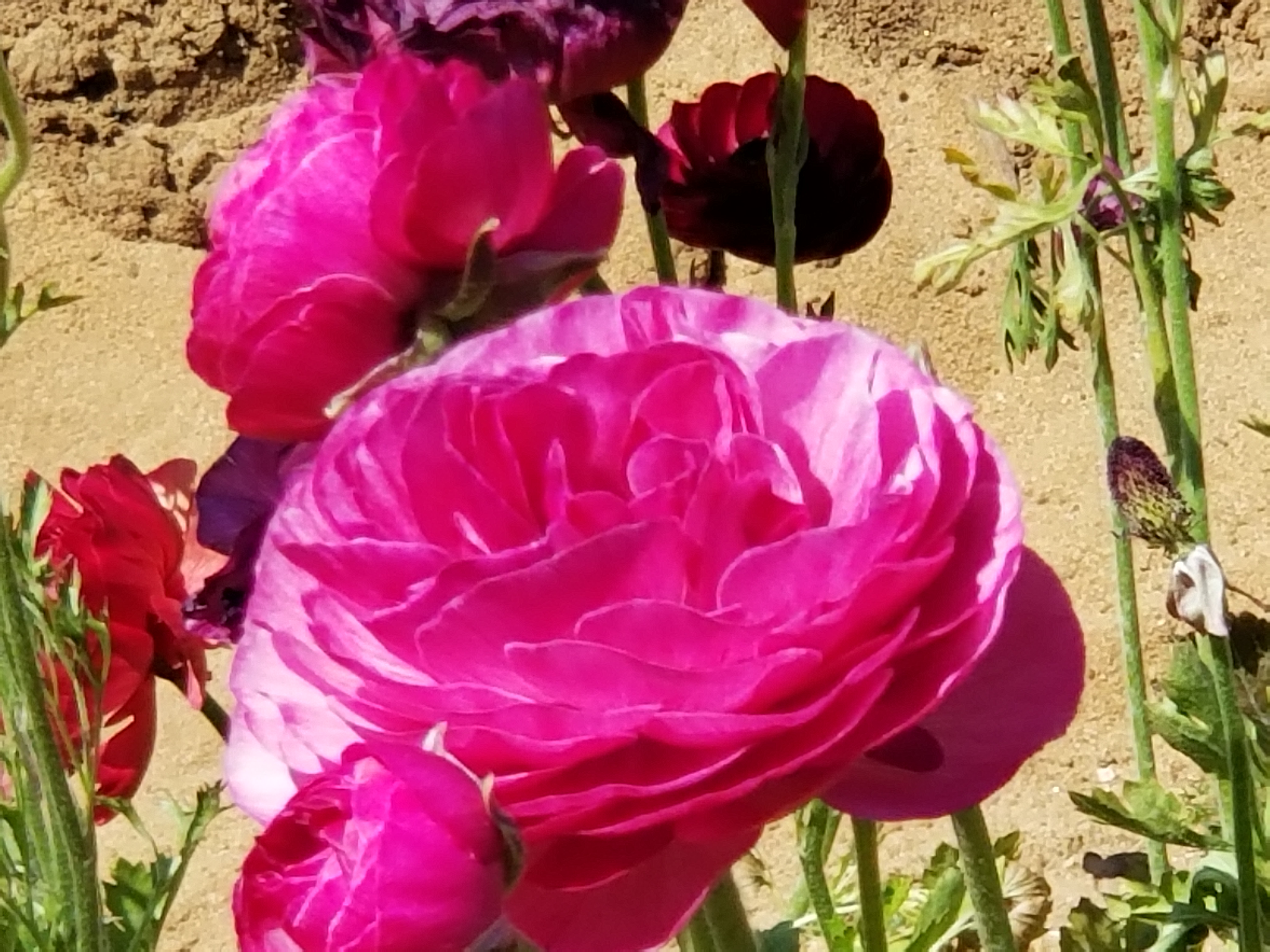 Ranunculus: Tecolote 