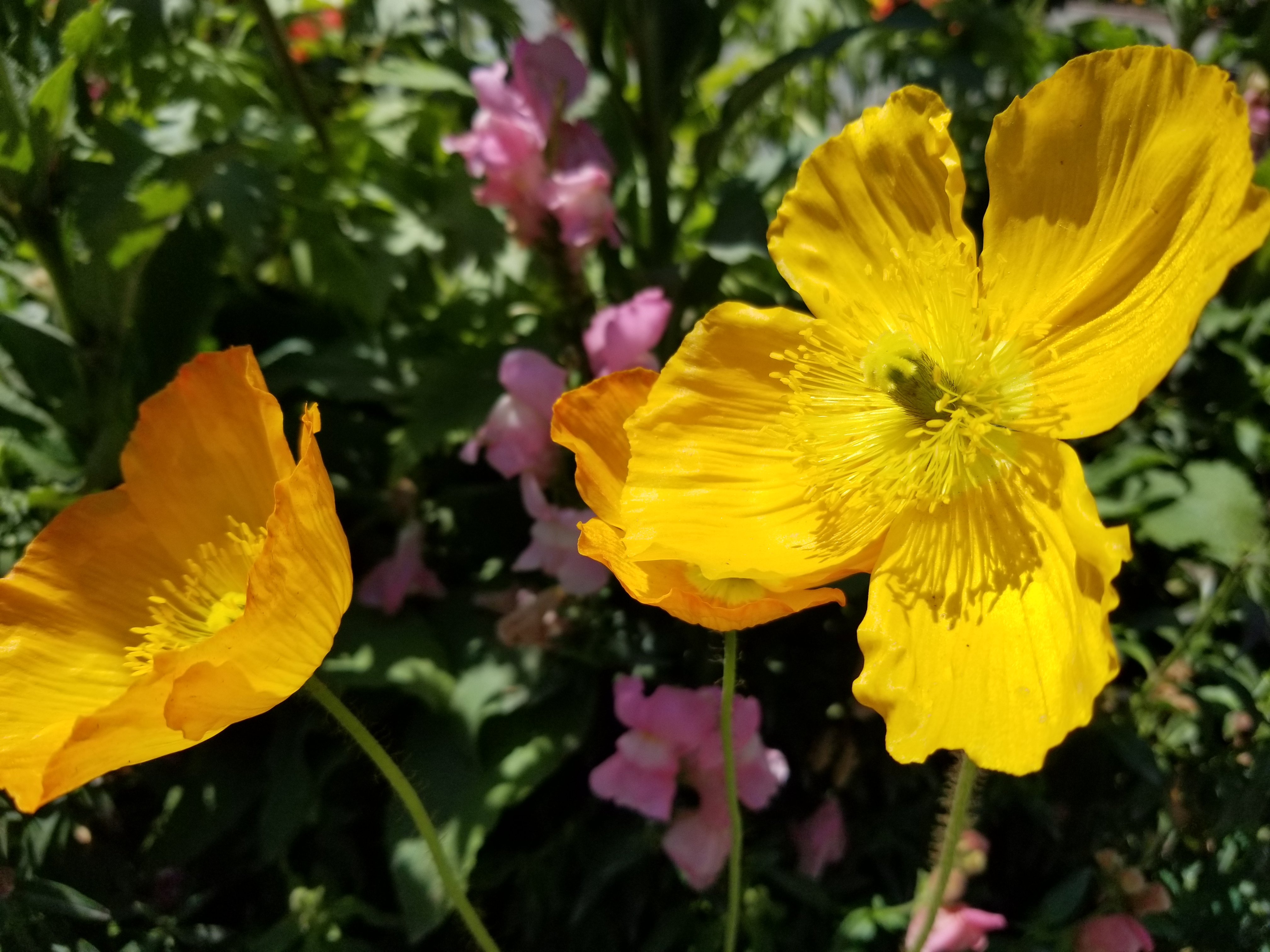 Ranunculus: Nivalis