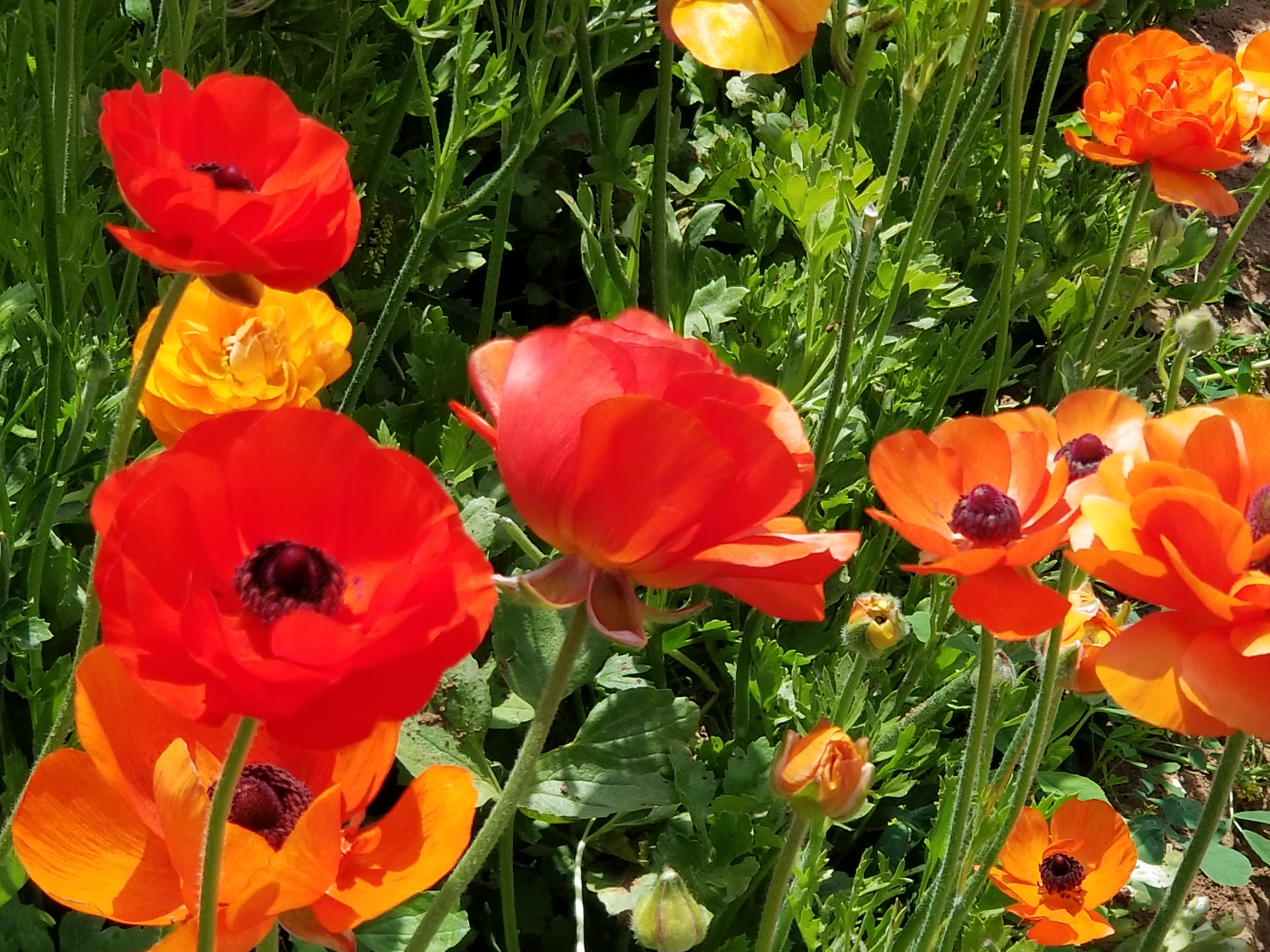 Ranunculus: Yallii