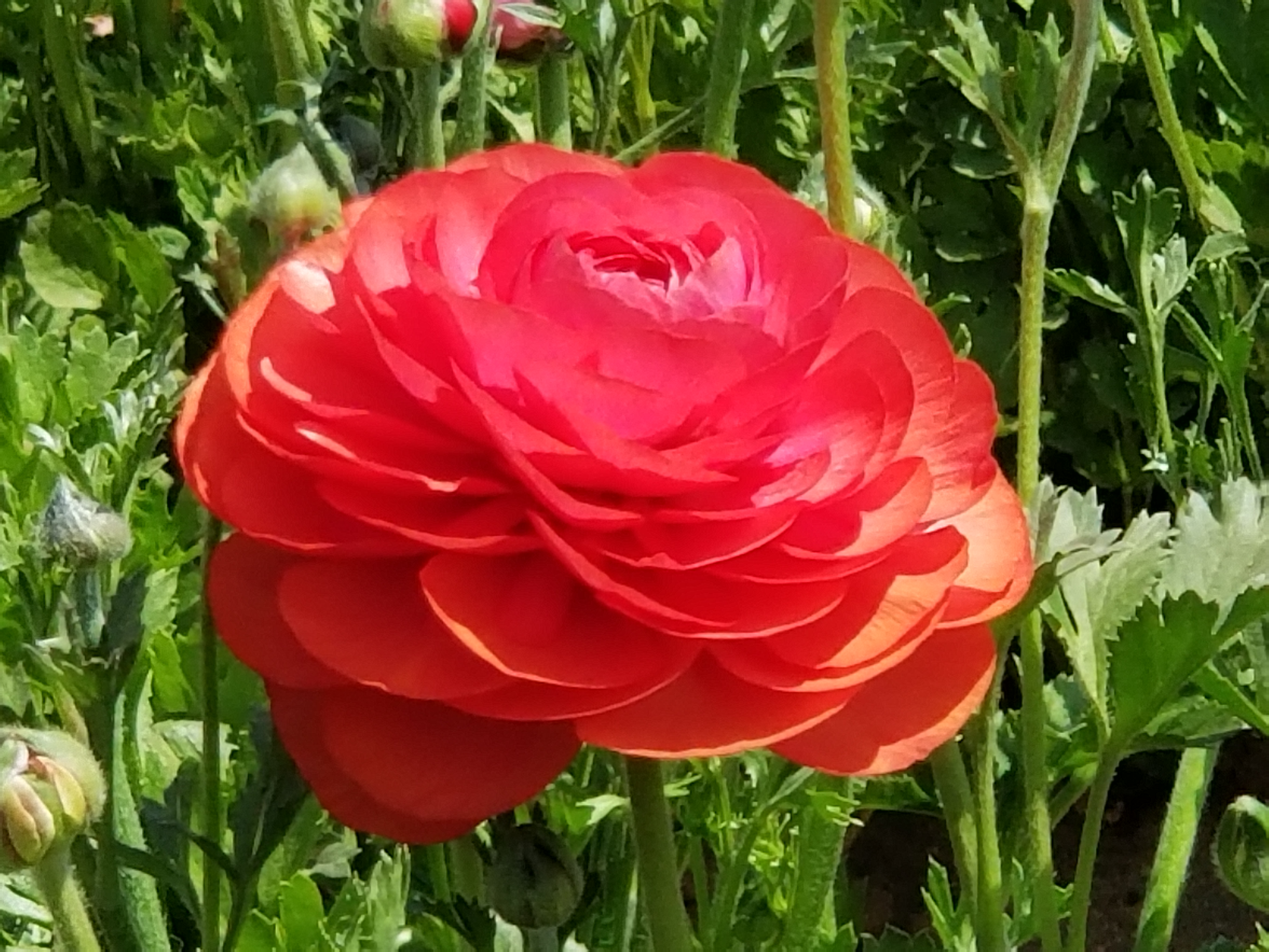 Ranunculus: Tecolote