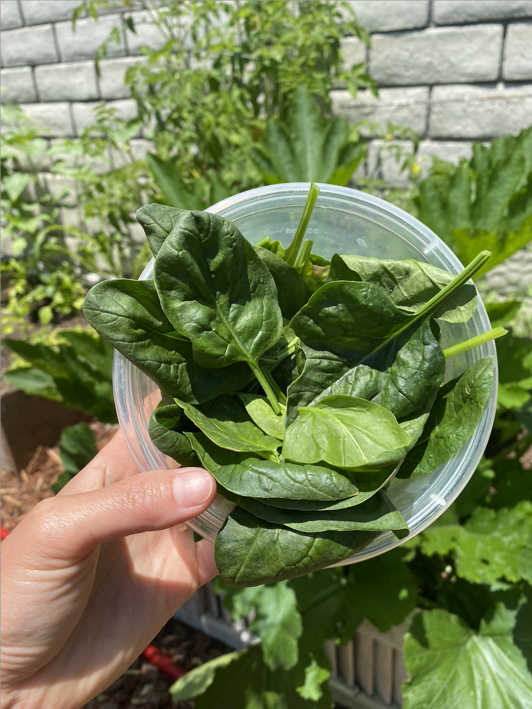 freshly picked spinich in a bowl