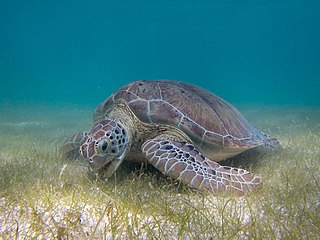 Sea Turtle