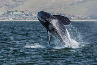 Orca