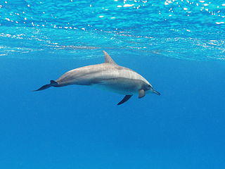 Dolphin