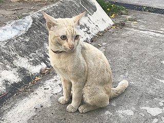 beige cat