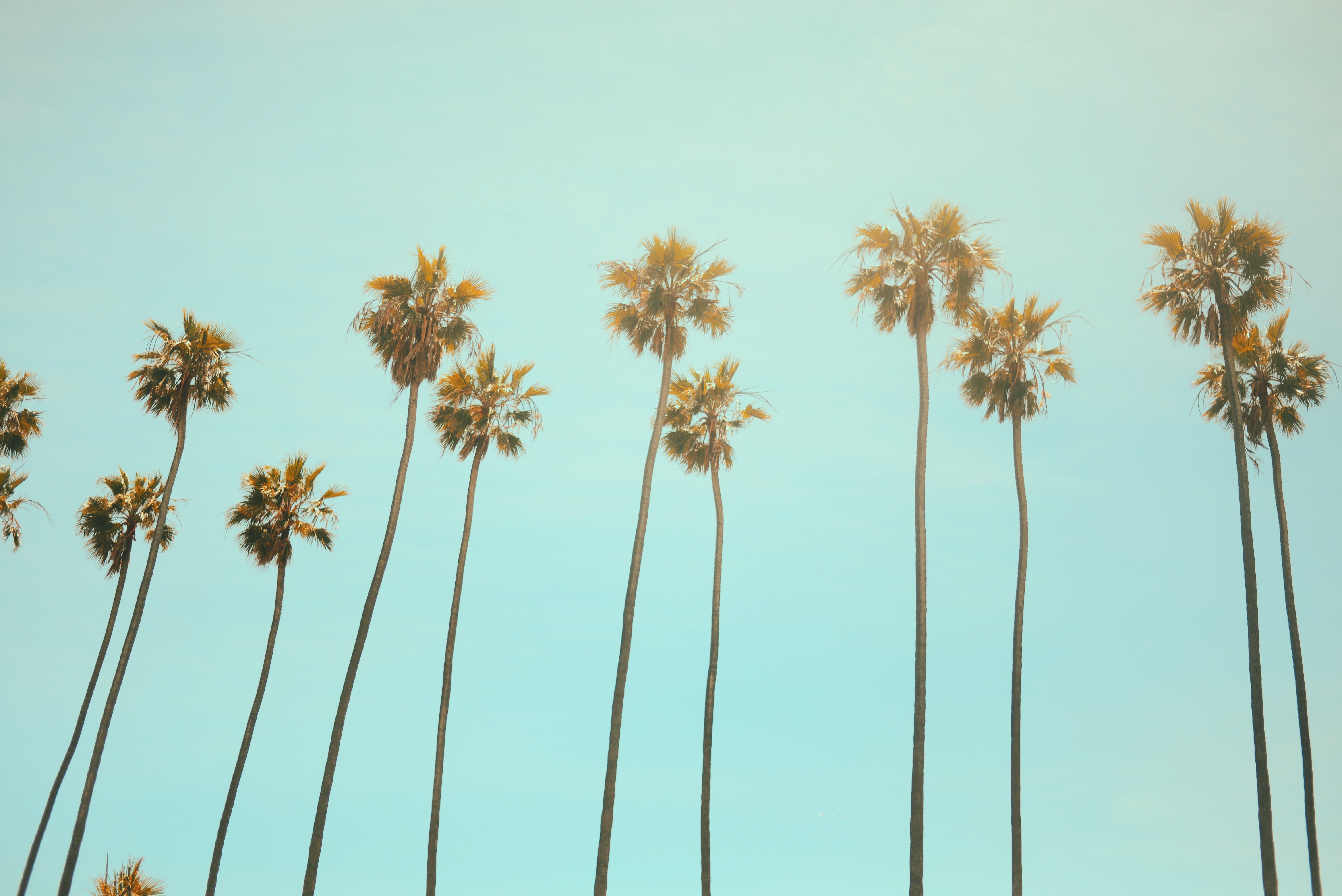 palm trees with sky background